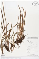 唇邊書帶蕨藏品圖，第1張