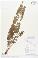 登錄號:BP00372藏品圖，第1張