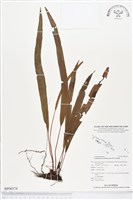 登錄號:BP00374藏品圖，第1張