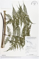 登錄號:BP00376藏品圖，第1張