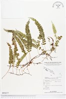 登錄號:BP00377藏品圖，第1張