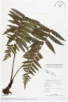 登錄號:BP00379藏品圖，第1張