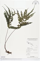 網脈鱗始蕨藏品圖，第1張