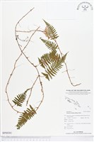 登錄號:BP00381藏品圖，第1張