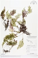 登錄號:BP00382藏品圖，第1張