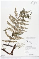 登錄號:BP00384藏品圖，第1張