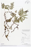 陰石蕨藏品圖，第1張