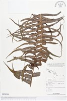 登錄號:BP00386藏品圖，第1張