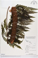 登錄號:BP00387藏品圖，第1張