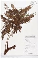 登錄號:BP00388藏品圖，第1張