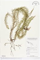 登錄號:BP00391藏品圖，第1張