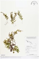 登錄號:BP00392藏品圖，第1張