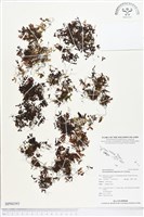 指裂細口團扇蕨藏品圖，第1張