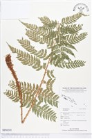 登錄號:BP00395藏品圖，第1張