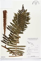 登錄號:BP00396藏品圖，第1張