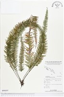 穴子蕨藏品圖，第1張