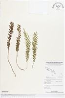 登錄號:BP00398藏品圖，第1張