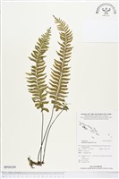 單邊鐵角蕨藏品圖，第1張