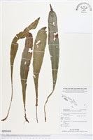 登錄號:BP00400藏品圖，第1張