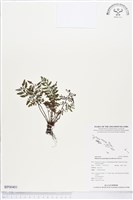 登錄號:BP00401藏品圖，第1張