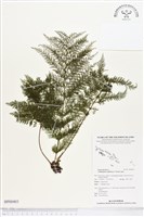 毛桿蕨藏品圖，第1張