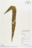 登錄號:BP00404藏品圖，第1張