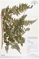 登錄號:BP00405藏品圖，第1張