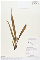 尖嘴蕨藏品圖，第1張