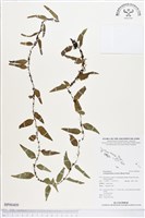 登錄號:BP00409藏品圖，第1張