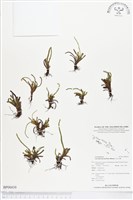 革舌蕨藏品圖，第1張