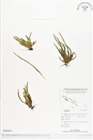 登錄號:BP00411藏品圖，第1張