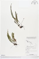 登錄號:BP00412藏品圖，第1張