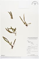 登錄號:BP00413藏品圖，第1張