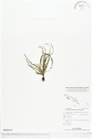 姬荷包蕨藏品圖，第1張