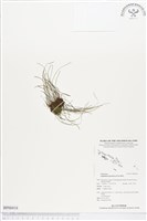 連孢一條線蕨藏品圖，第1張