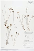 分枝莎草蕨藏品圖，第1張