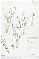 莎草蕨藏品圖，第1張