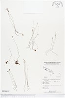 登錄號:BP00419藏品圖，第1張