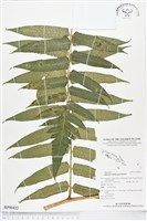 登錄號:BP00422藏品圖，第1張