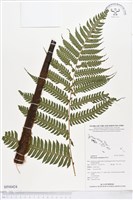 黃腺羽蕨藏品圖，第1張