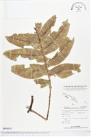 登錄號:BP00425藏品圖，第1張