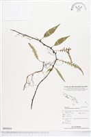 登錄號:BP00426藏品圖，第1張