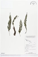 登錄號:BP00427藏品圖，第1張