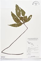 登錄號:BP00428藏品圖，第1張