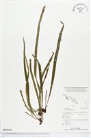 劍葉書帶蕨藏品圖，第1張