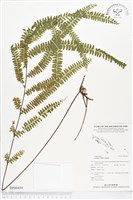 登錄號:BP00430藏品圖，第1張