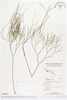 松葉蕨藏品圖，第1張