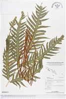 登錄號:BP00433藏品圖，第1張