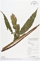 登錄號:BP00434藏品圖，第1張