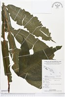 翅柄三叉蕨藏品圖，第1張